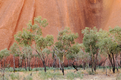 Trees at Uluru