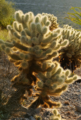 Chollar Cactus