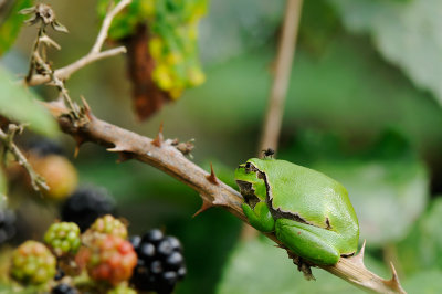 European Tree Frog