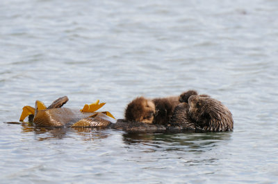 A Mother with her Pup