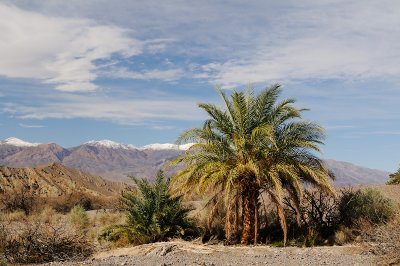Palm Trees in Death Valley