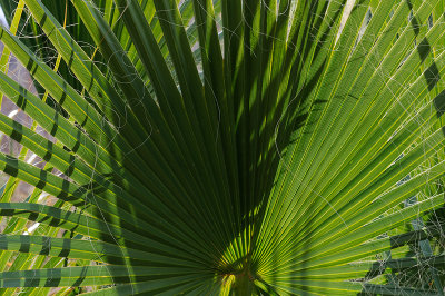 Palm Tree in Death Valley