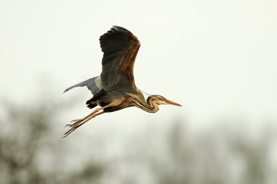 Purple Heron