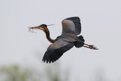 Purple Heron