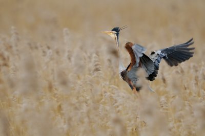 Purple Heron