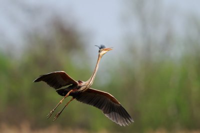 Purple Heron