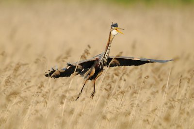 Purple Heron