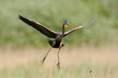 Purple Heron - D700