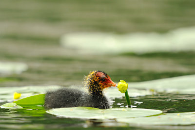 Young Coot  - 2009