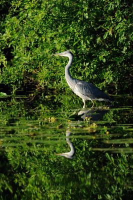 Grey Heron