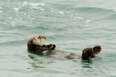 Sea Otter