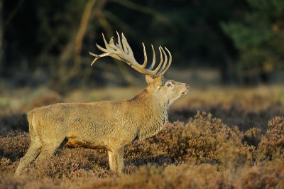 Red Deer