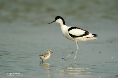 Pied Avocet with Chick