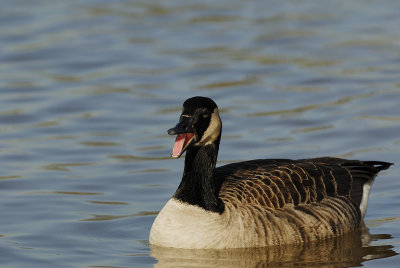 Canada Goose