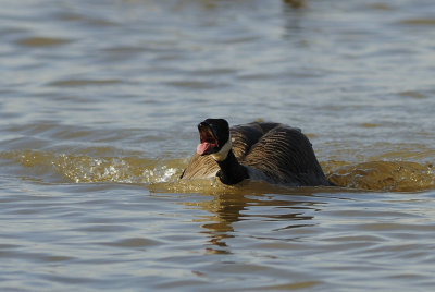 Canada Goose
