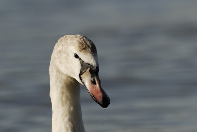 Young Mute Swan