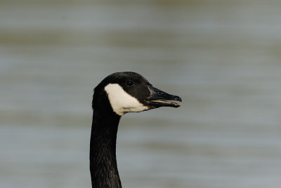 Canada Goose