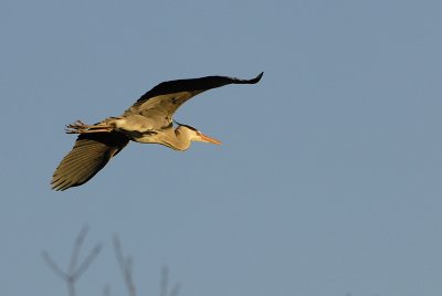 Grey Heron