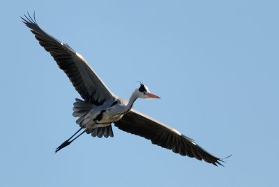 Grey Heron