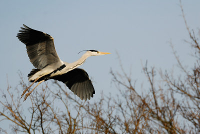 Grey Heron in Flight