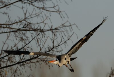 Grey Heron in Flight