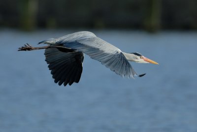 Grey Heron in Flight