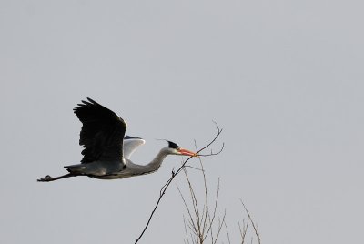 Grey Heron With Branches