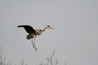 Grey Heron Landing