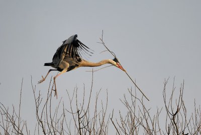 Grey Heron With Branches