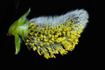 Willow Catkin