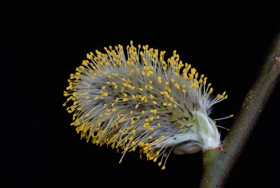 Willow Catkin