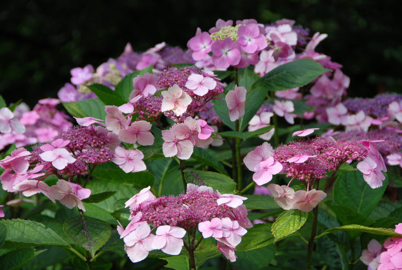 lace-caps