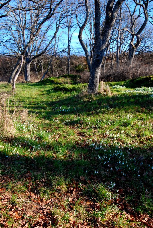 woodland walk