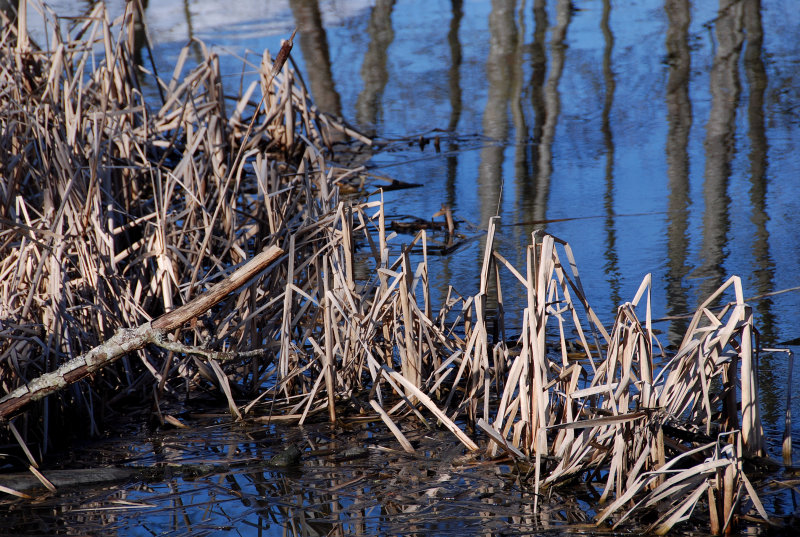 slough