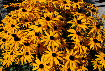 rudbeckia explosion