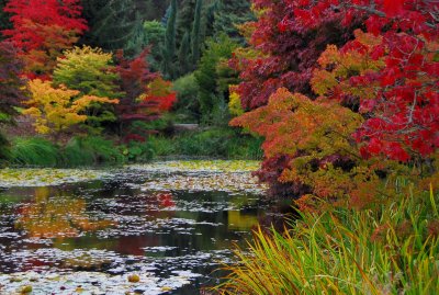 autumn at the pond