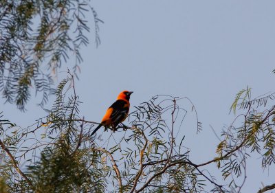 Altamira Oriole