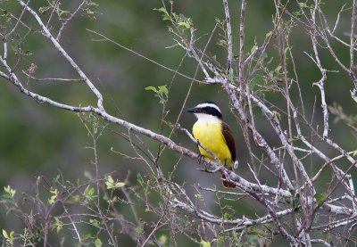 Great Kiskadee 3