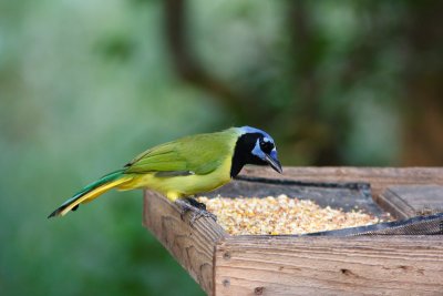 Green Jay