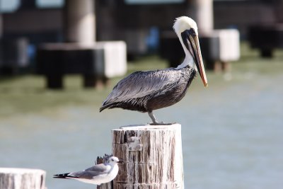 Brown Pelican with Laughing Gull