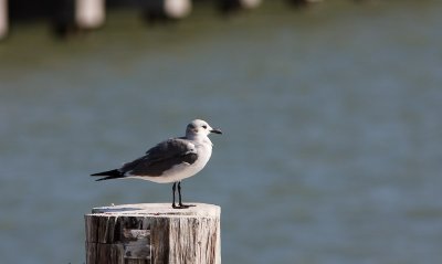 Laughing Gull 1