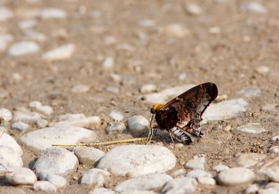 Insects