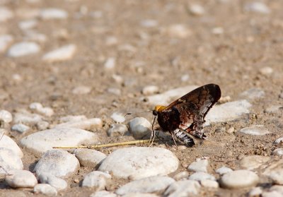 Mercurial Skipper (Proteides mercurius)