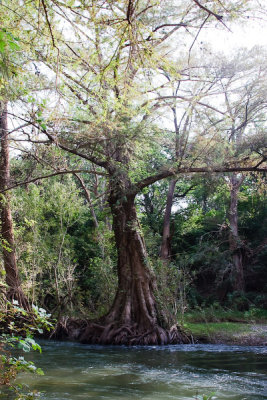 Montezuma Cypress (aka Sabino) (Taxodium mucronatum)