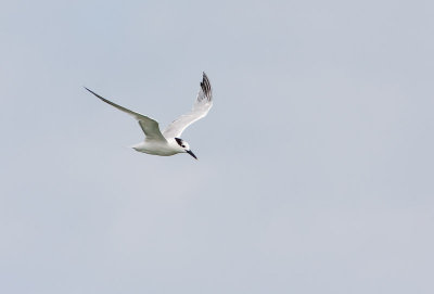 Sandwich Tern