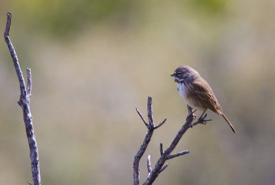 Bell's Sage Sparrow 2