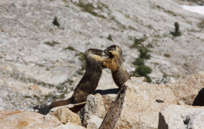 Yellow-bellied marmot  (<I>Marmota flaviventris</I>)