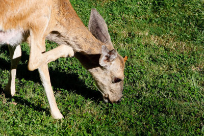 Split-ear Mule Deer
