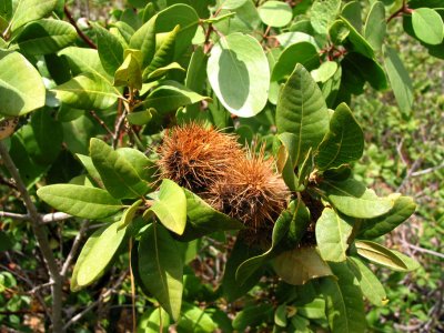 Bush Chinquapin