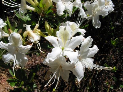 Western azalea (Rhododendron occidentalis)